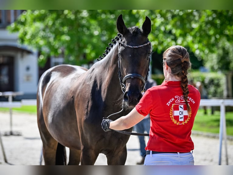 Cheval de sport suisse Jument 2 Ans Bai in Herzwil