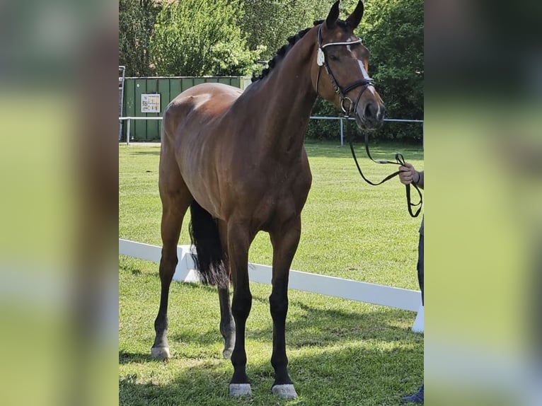 Cheval de sport suisse Jument 2 Ans Bai in Herzwil