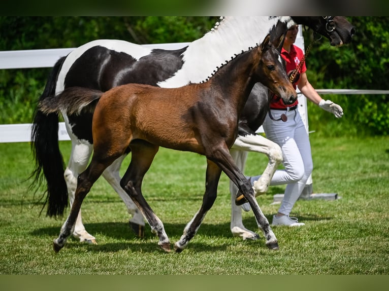 Cheval de sport suisse Jument 3 Ans 157 cm Bai in Frauenfeld