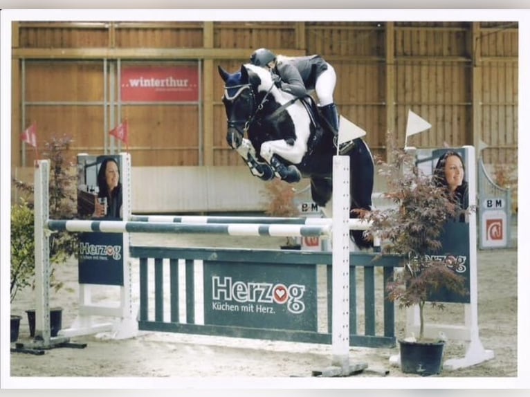 Cheval de sport suisse Jument 3 Ans 157 cm Bai in Frauenfeld