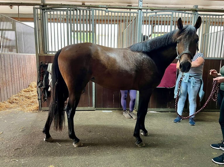 Cheval de sport suisse Jument 3 Ans 157 cm Bai in Frauenfeld