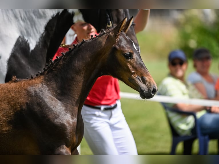 Cheval de sport suisse Jument 3 Ans 157 cm Bai in Frauenfeld