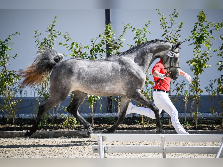 Cheval de sport suisse Jument 3 Ans 164 cm Gris in Unterbach BE