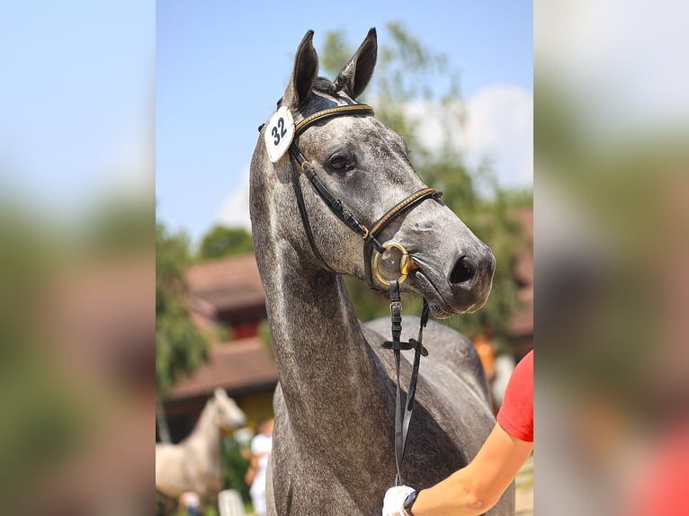 Cheval de sport suisse Jument 3 Ans 164 cm Gris in Unterbach BE