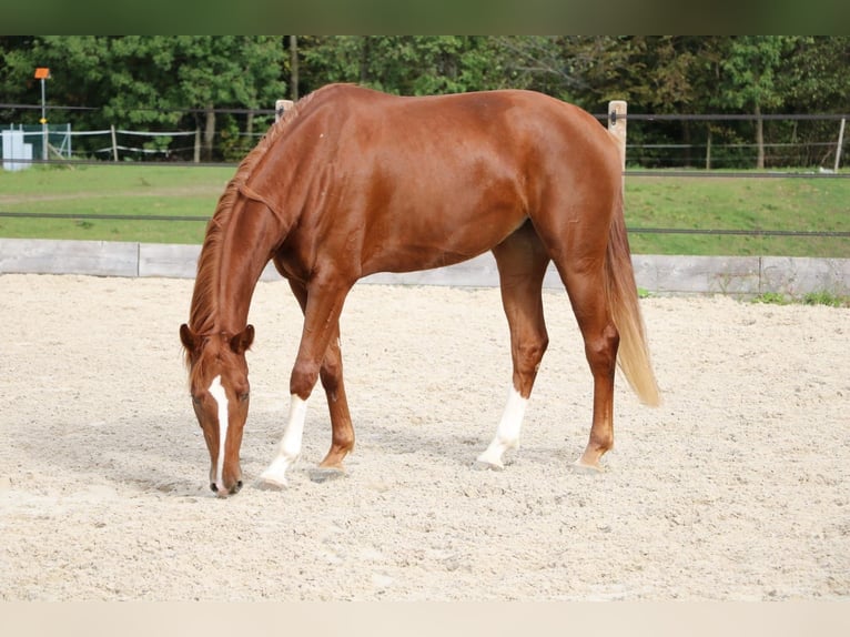 Cheval de sport suisse Jument 3 Ans 167 cm Alezan in Wolhusen
