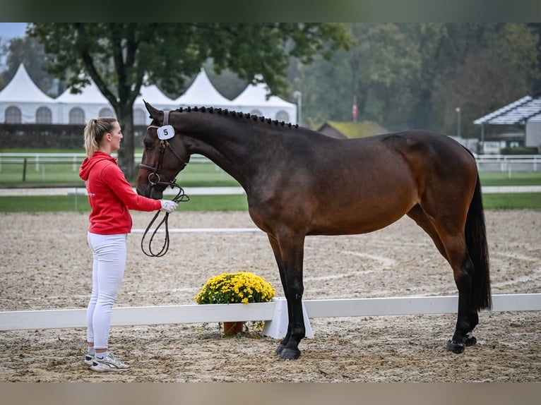 Cheval de sport suisse Jument 3 Ans 167 cm Bai brun in Rickenbach LU