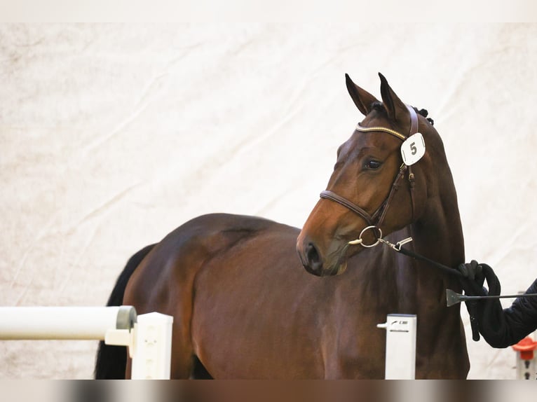 Cheval de sport suisse Jument 3 Ans 167 cm Bai brun in Rickenbach LU