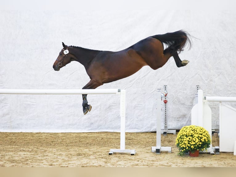 Cheval de sport suisse Jument 3 Ans 167 cm Bai brun in Rickenbach LU