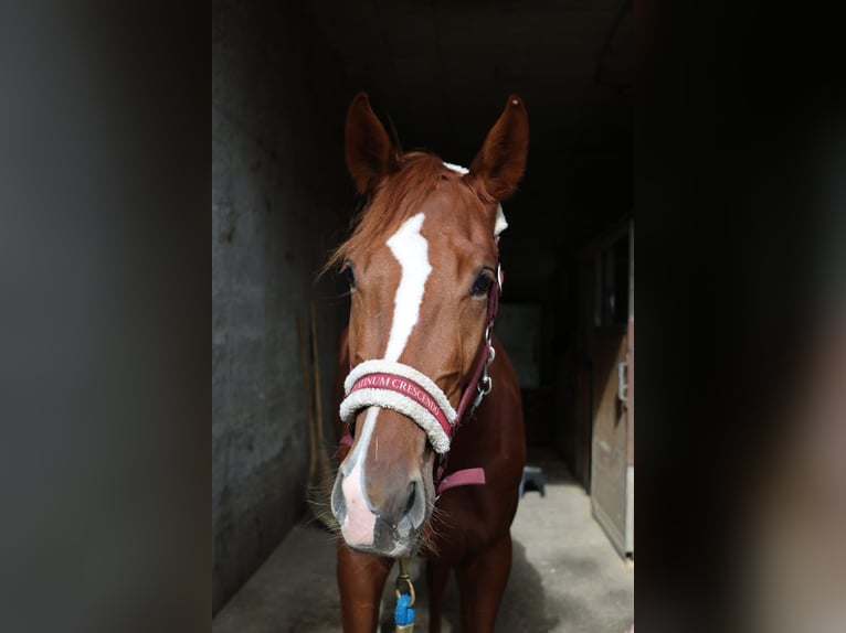 Cheval de sport suisse Jument 3 Ans 168 cm Alezan in Wolhusen