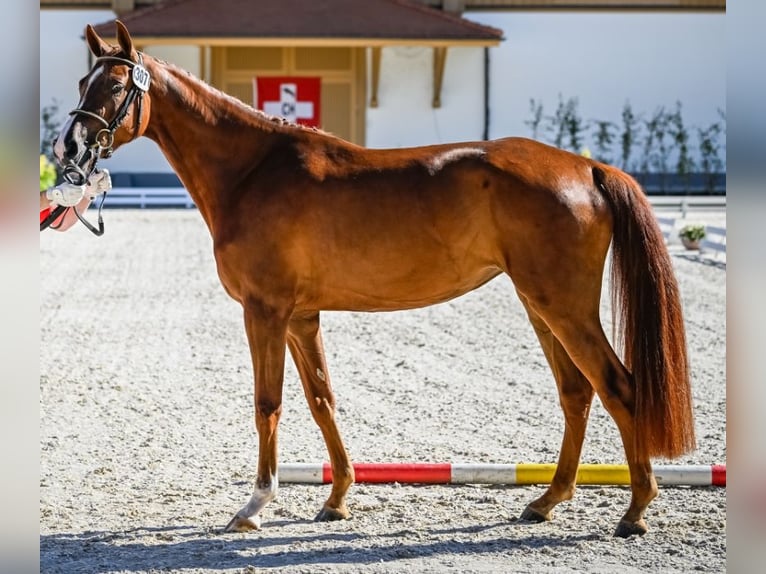 Cheval de sport suisse Jument 3 Ans 169 cm Alezan in Unterbach BE