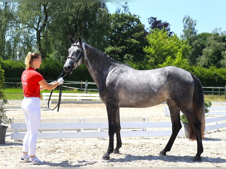 Cheval de sport suisse Jument 4 Ans 165 cm Gris in Unterbach BE