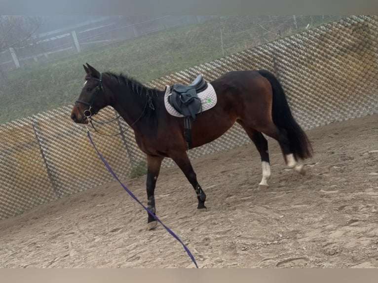 Cheval de sport suisse Jument 4 Ans 166 cm Bai in Enggistein