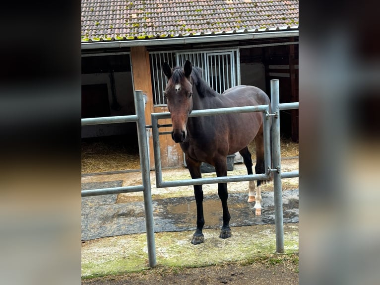 Cheval de sport suisse Jument 4 Ans 166 cm Bai in Enggistein