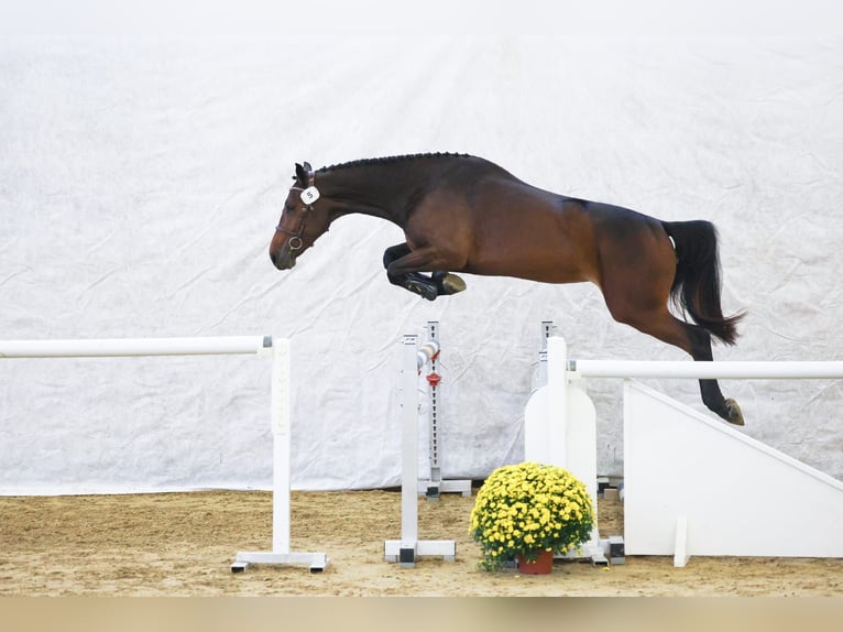 Cheval de sport suisse Jument 4 Ans 167 cm Bai brun in Rickenbach LU