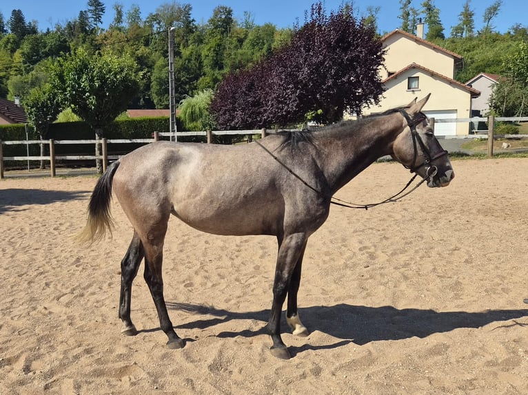 Cheval de sport suisse Jument 5 Ans 155 cm Gris (bai-dun) in LHôpital-Saint-Lieffroy