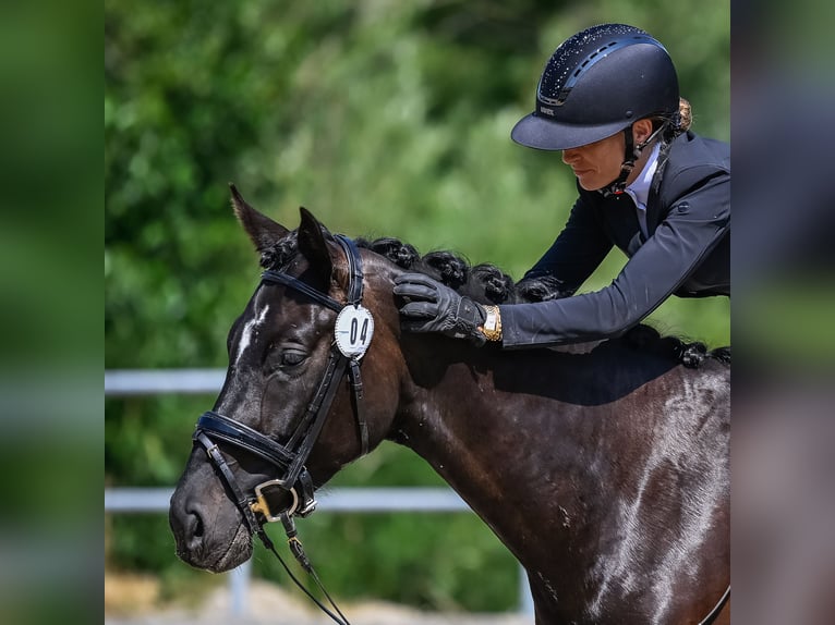 Cheval de sport suisse Jument 5 Ans 163 cm Bai brun foncé in Forch