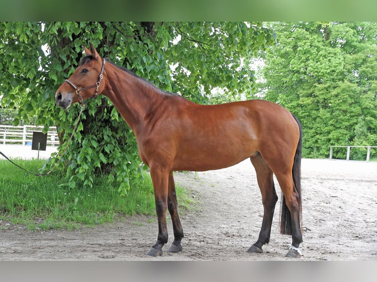 Cheval de sport suisse Jument 5 Ans 170 cm Bai in Schwarzenburg