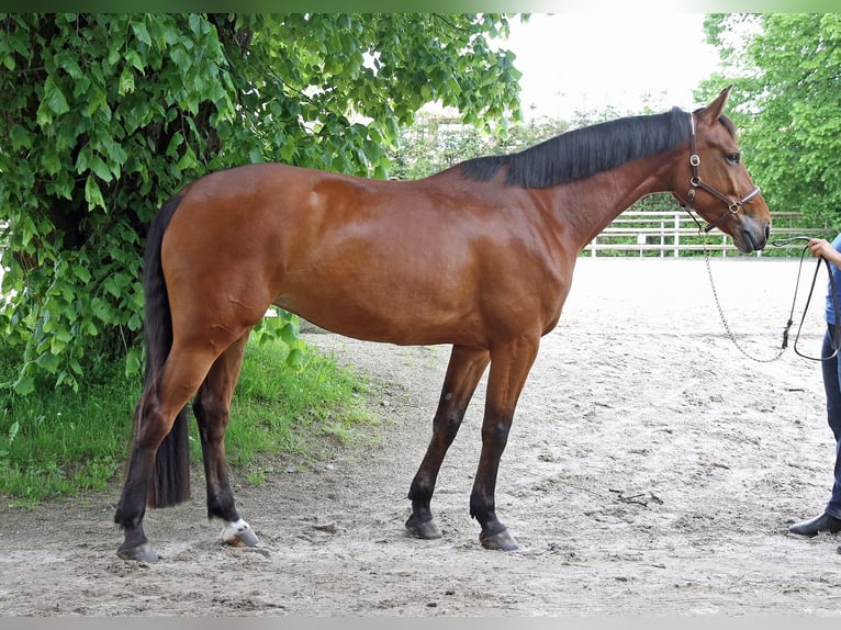 Cheval de sport suisse Jument 5 Ans 170 cm Bai in Schwarzenburg