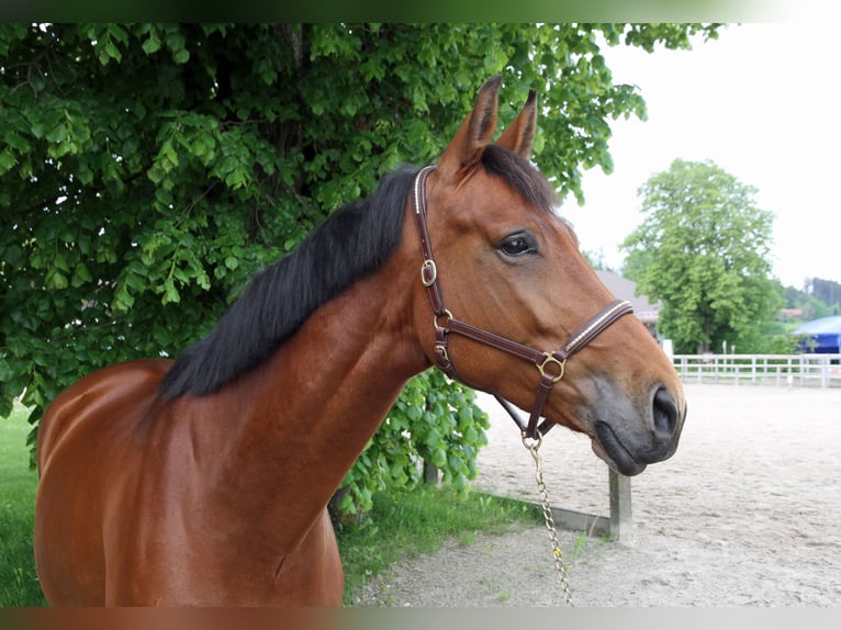 Cheval de sport suisse Jument 5 Ans 170 cm Bai in Schwarzenburg