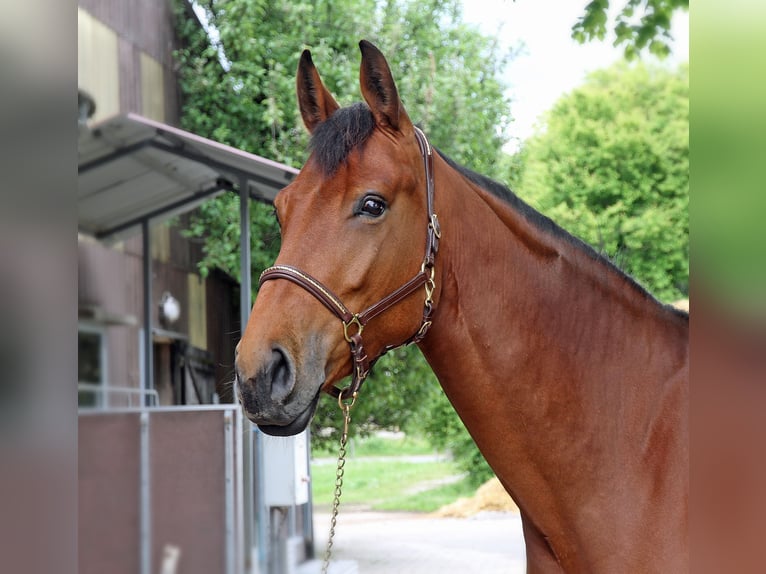 Cheval de sport suisse Jument 5 Ans 170 cm Bai in Schwarzenburg