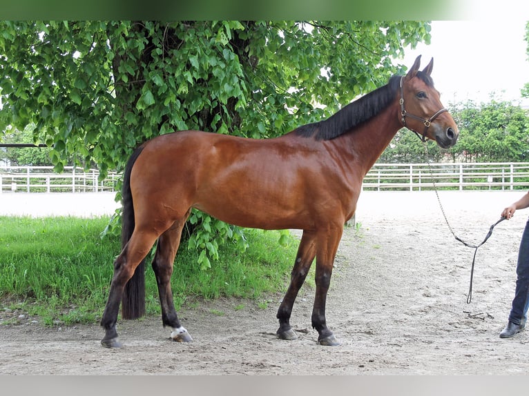 Cheval de sport suisse Jument 5 Ans 171 cm Bai in Schwarzenburg