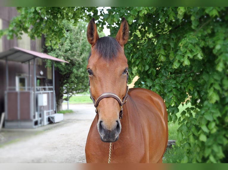 Cheval de sport suisse Jument 5 Ans 171 cm Bai in Schwarzenburg