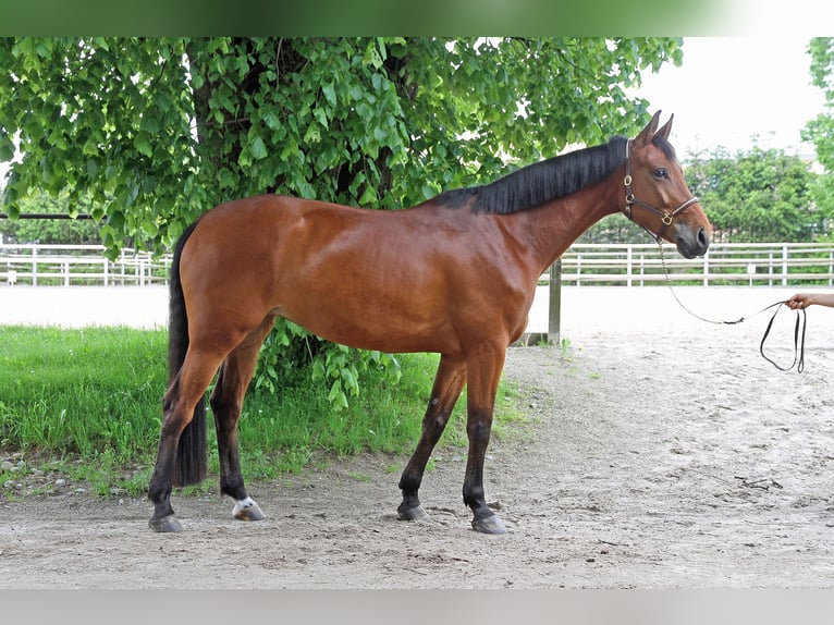 Cheval de sport suisse Jument 5 Ans 171 cm Bai in Schwarzenburg