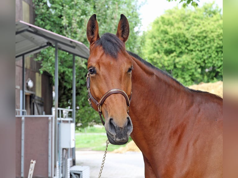 Cheval de sport suisse Jument 5 Ans 171 cm Bai in Schwarzenburg