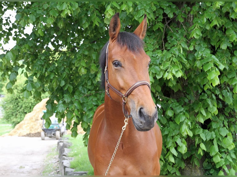 Cheval de sport suisse Jument 5 Ans 171 cm Bai in Schwarzenburg