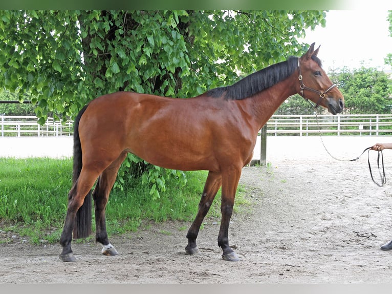 Cheval de sport suisse Jument 5 Ans 171 cm Bai in Schwarzenburg