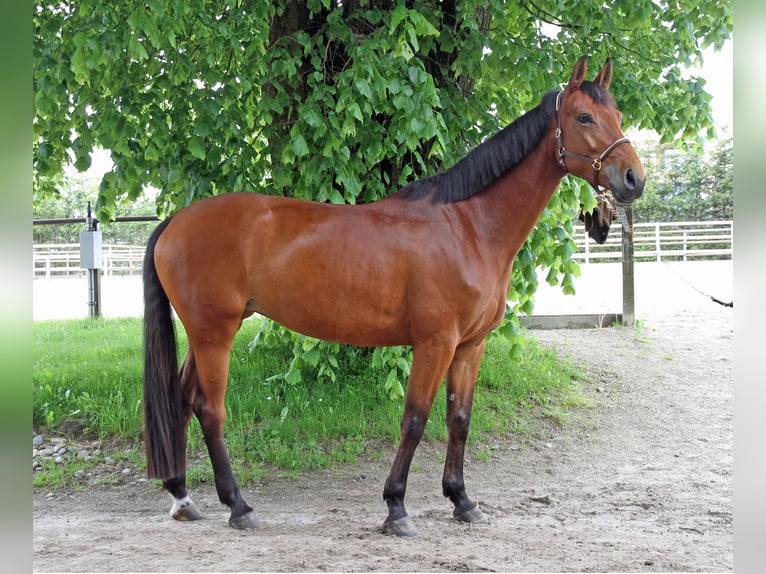 Cheval de sport suisse Jument 5 Ans 171 cm Bai in Schwarzenburg