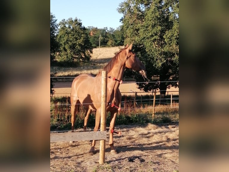 Cheval de sport suisse Jument 6 Ans 165 cm Alezan in Céron