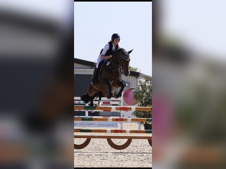 Cheval de sport suisse Jument 7 Ans 164 cm Bai in Großostheim