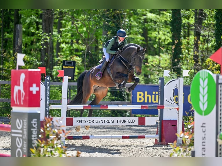 Cheval de sport suisse Jument 7 Ans 166 cm Bai brun in St. Pelagiberg