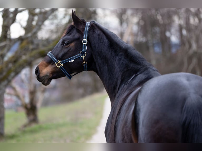 Cheval de sport suisse Jument 7 Ans 170 cm Bai in Rafz
