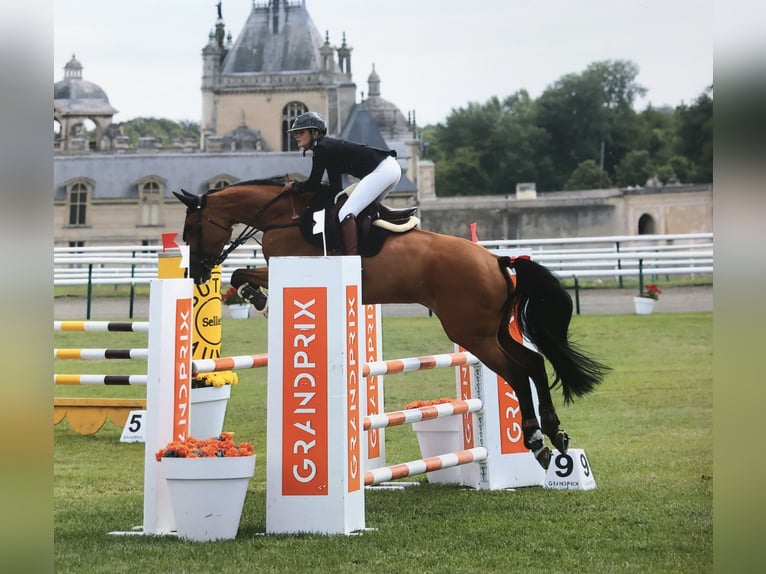 Cheval de sport suisse Jument 8 Ans 167 cm Bai in Lisieux