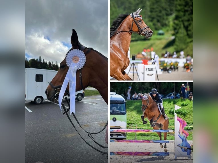 Cheval de sport suisse Jument 8 Ans 172 cm Bai in Bassecourt