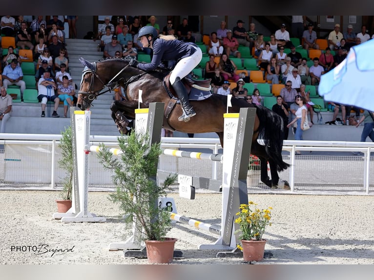 Cheval de sport suisse Jument 9 Ans 163 cm Bai in Seon