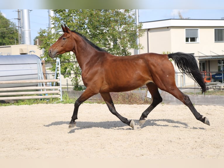 Cheval de sport suisse Jument 9 Ans 170 cm Bai in Wolhusen