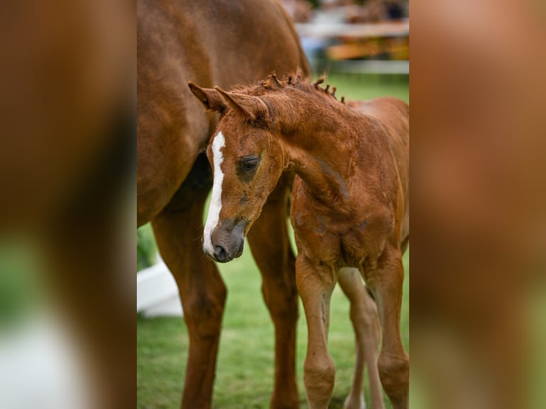 Cheval de sport suisse Jument Poulain (05/2024) Alezan in Mettmenstetten