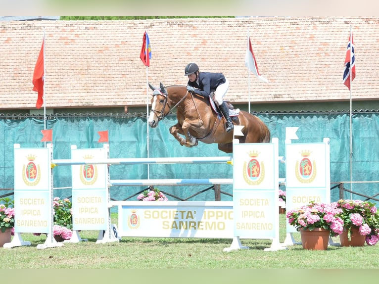 Cheval de sport suisse Jument Poulain (05/2024) Alezan in Mettmenstetten