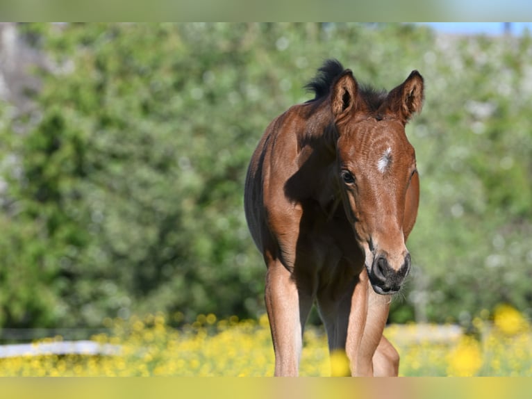 Cheval de sport suisse Jument Poulain (04/2026) Bai in Niederwangen