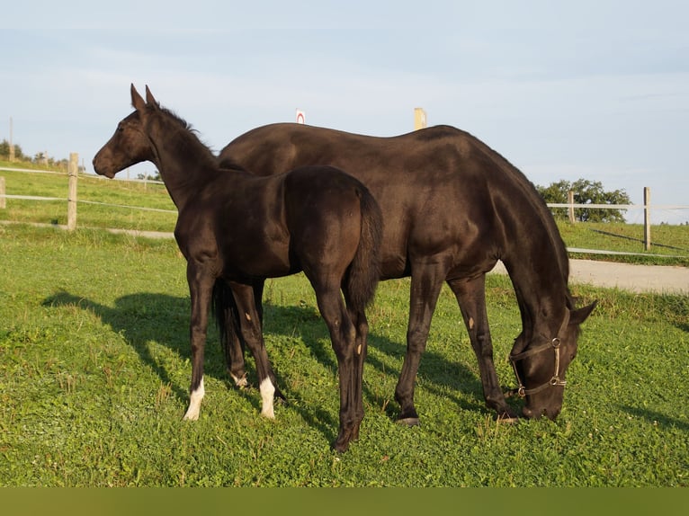 Cheval de sport suisse Jument Poulain (05/2024) in Alberswil