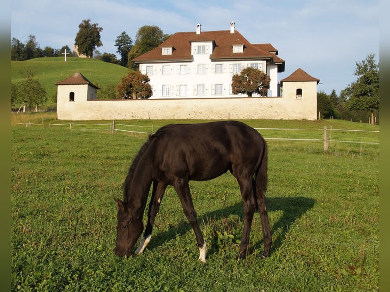 Cheval de sport suisse Jument Poulain (05/2024) in Alberswil