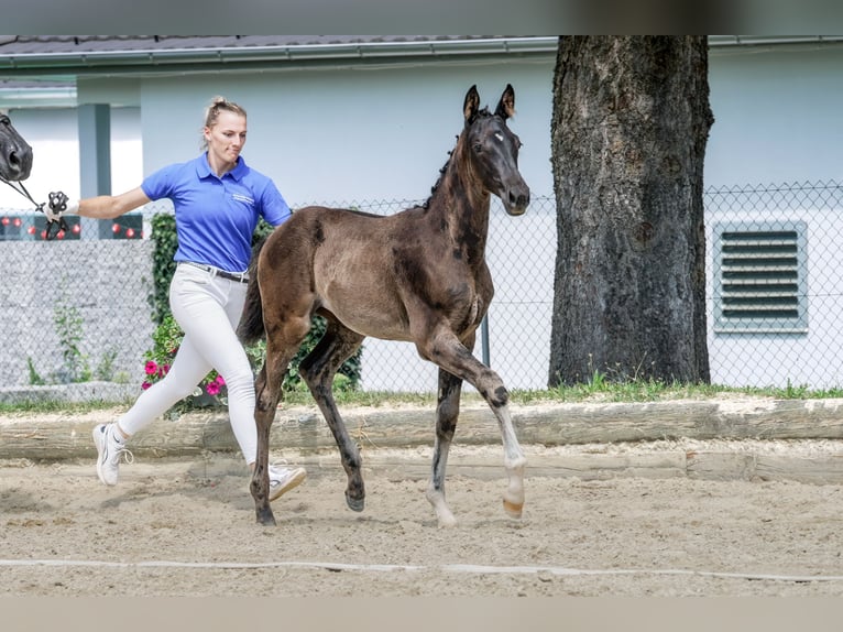 Cheval de sport suisse Jument Poulain (05/2024) in Alberswil