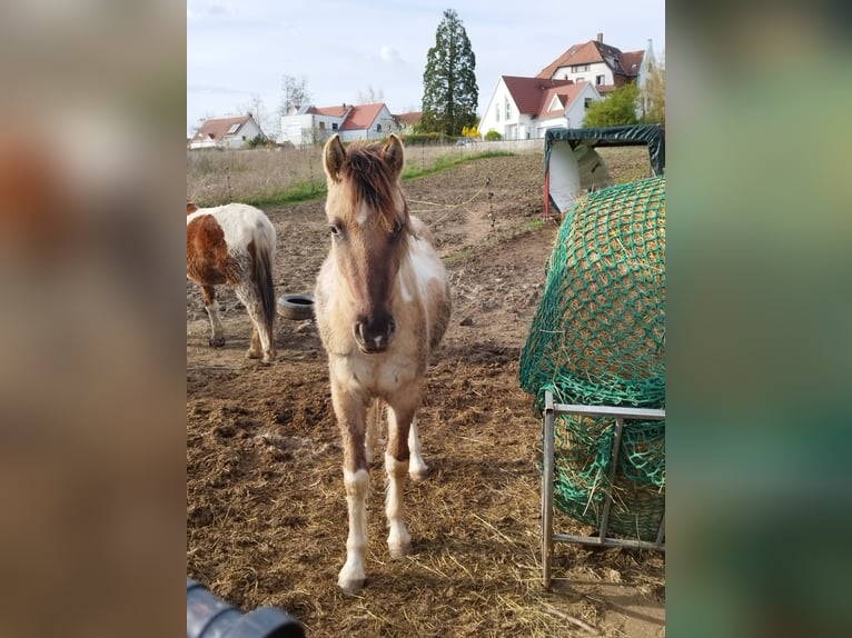 Cheval de trait Étalon 2 Ans 140 cm Grullo in Merkwiller pechelbronn