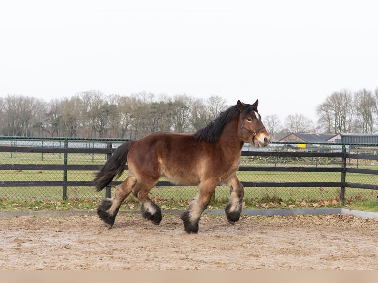 Cheval de trait Étalon 2 Ans 163 cm Bai in Beringe