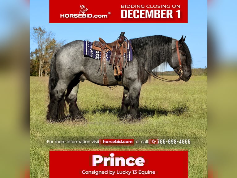 Cheval de trait Croisé Étalon 4 Ans 165 cm Rouan Bleu in Mount Vernon