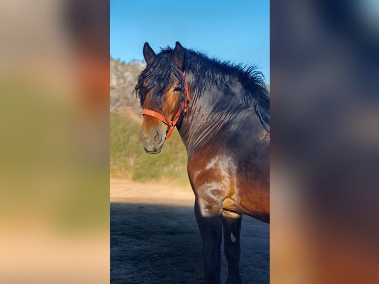 Cheval de trait Étalon 5 Ans 175 cm Bai brun in Kecskemét