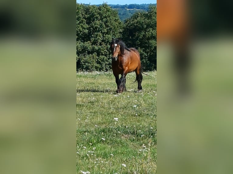 Cheval de trait Étalon 6 Ans 165 cm Bai in Froeschwiller
